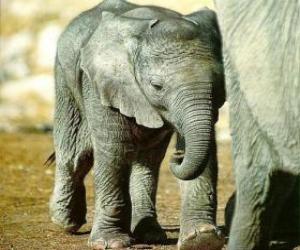 Puzzle Baby ελέφαντας με τη μητέρα του